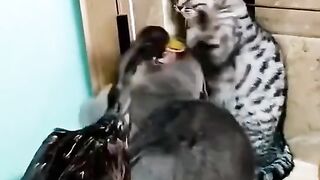 Cats fany videos