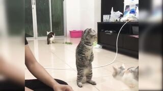 Funny cats very nice