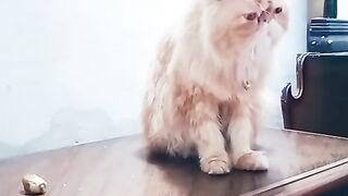 Funniest Cats and Dogs 2023 | #shorts #funny #shortvideos