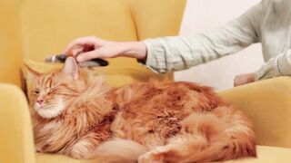 New Cats Animals  2023 Beautiful Animal  2023