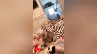 The Funniest tiktok memes