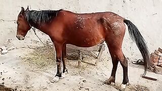 Fighter Horse in Pakistan powerful animal
