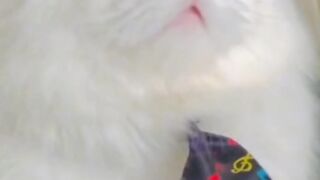 Beautiful cat