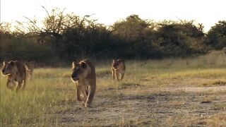 animal video#khann