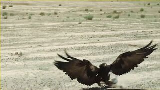 animal video#khan