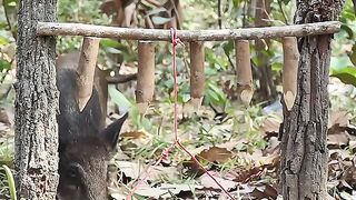 Amazing Quick Powerful Wild Pig  Trap Make Sharp wood