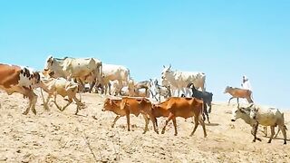 My beautiful village life