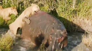 lion attack Hippo #animalsoftiktok