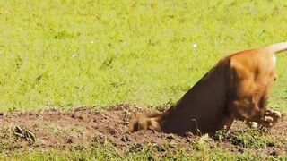 Finally, after four hours of hard work, the lion got its prey #animallife #foryou #foryou #foryou #f
