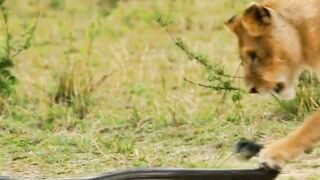 A mother lion risks her life to protect her cubs from a snake #foryou #foryou #foryou #foryou #foryo