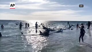 Dozens of whales stranded on beach in Western Australia.