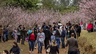 FESTA DA CEREJEIRAS NO PARQUE DO CARMO