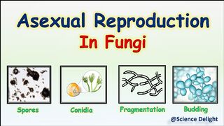 Asexual reproduction of fungi