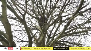 Bird 'confuses' police officers by mimicking siren sound