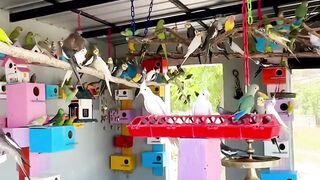 Lots of parrots