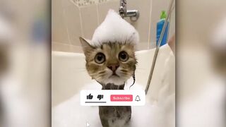 Best funny ???? animal video ????