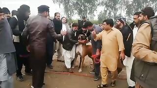 Don viner fighter dog