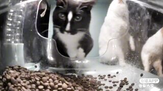 3 Cats (Ms. Curious, Ms. Bully & Mr. Victim)