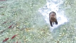 The bear catch fish