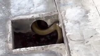 Masterfully handling and capturing a cobra.