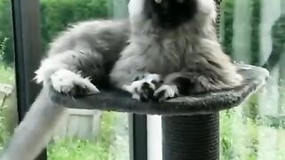 Looks like Zoboomafoo.