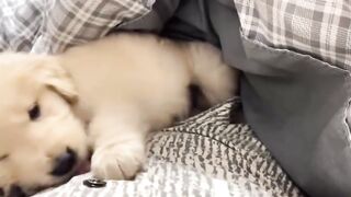 Dog playing then proceeded to fall asleep on bed