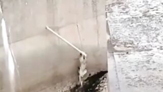 Lion cubs rescued from dam