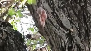 Child The squirrel ????️????️????️????️????️????️????️????️????️