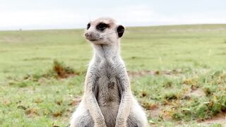 Very cute animal