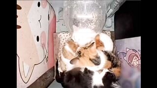 Cats wanted to relaxing , after a good lunch