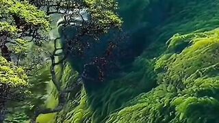 Jungle