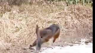 Jackal catch bird