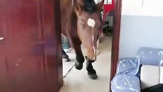 Horse love