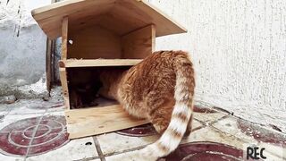 Funny Cats Family Videos 2024 - Best Animal Funny Video This Week