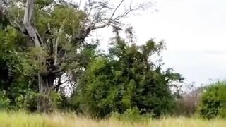 Eagle catching chicken.