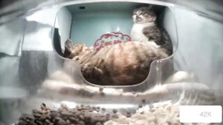 Cats are very aggressive