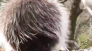 porcupine quills that make other animals .....?