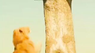Lion attacked by Bee and Buffalo