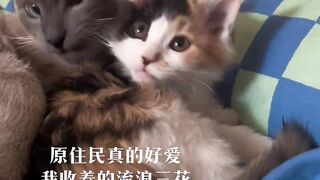 Cute kittens, they play games together