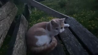 At night, my cat keeps me company