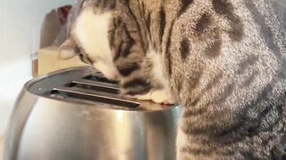 It turns out that every cat performs its duties like a ninja