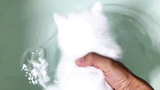 When this adorable white kitten learned to swim