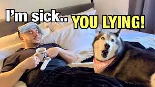 Telling My Husky Im Sick & She FREAKS OUT! (TEMPER TANTRUM!) ????????
