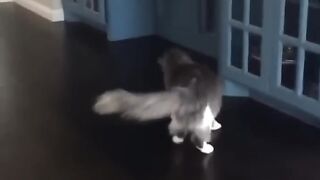 Funny Cats ????shortys part 3