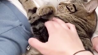 Funny cat and dogs ????????  #shorts #funny #animal #cat