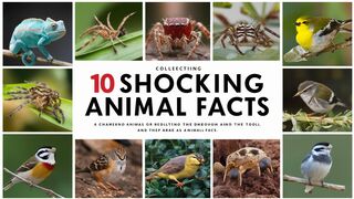 10 Shocking Animal Trivia That Will Make You Rethink Nature