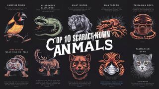 Top 10 scariest animals you ve never Heart of