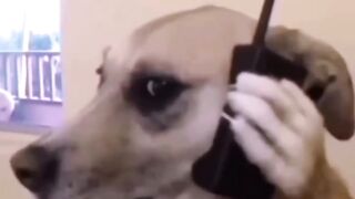 War of mongkeys vs dogs