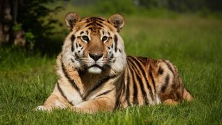 Unwind and Enjoy the Serenity of Nature with Our Animal Ambience Compilation