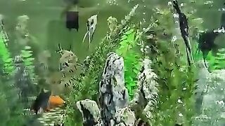 Aquarium hobby